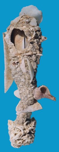 Gastrochaena dubia